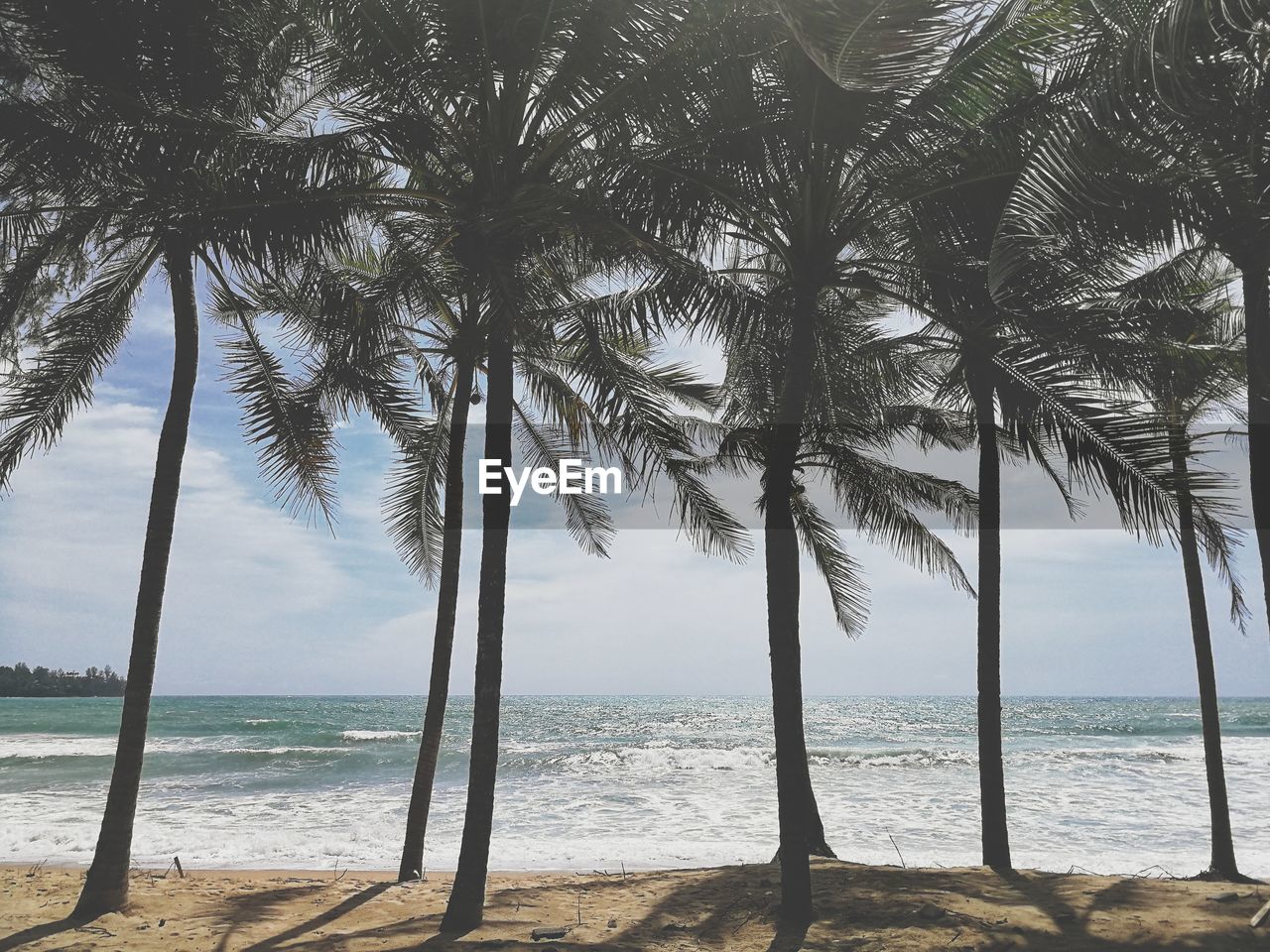 Palm trees on beach against sky