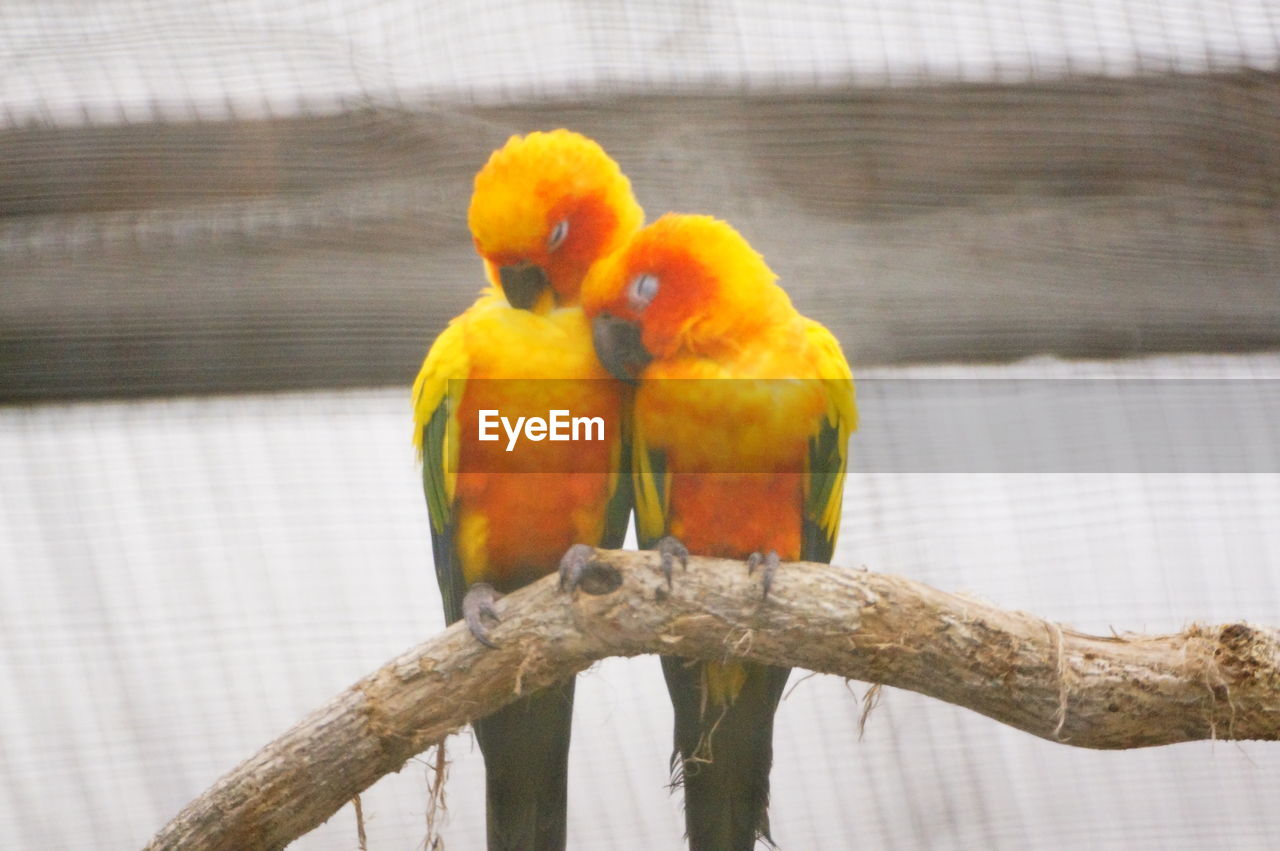 CLOSE-UP OF PARROT ON BRANCH