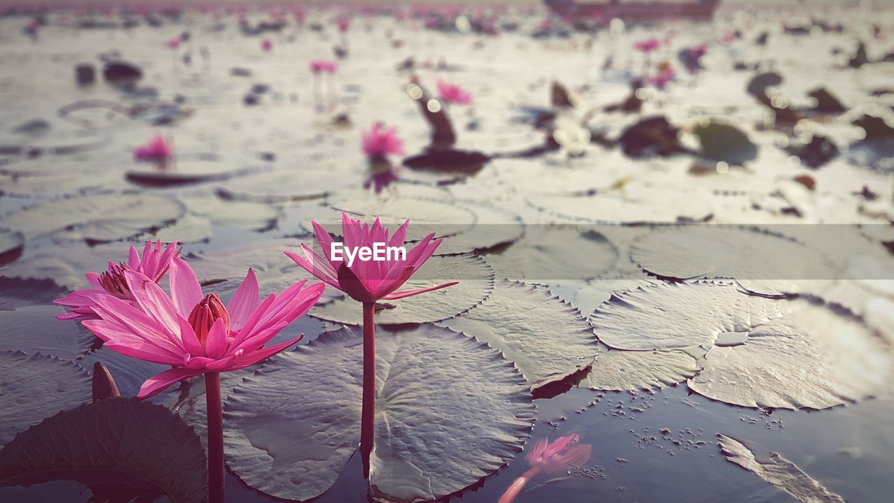 CLOSE-UP OF WATER LILY IN LAKE