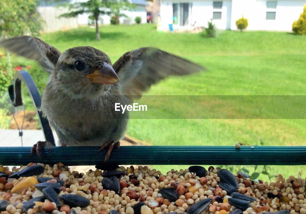 Close-up of sparrow perching on cable