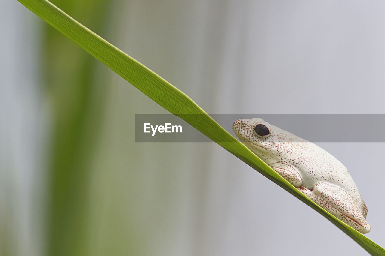 Close-up of frog on leaf