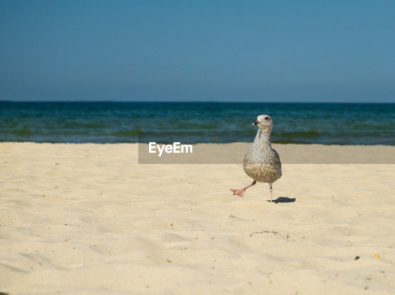 BIRD ON BEACH