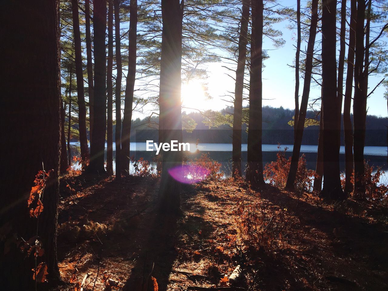 SUN SHINING THROUGH TREES IN FOREST