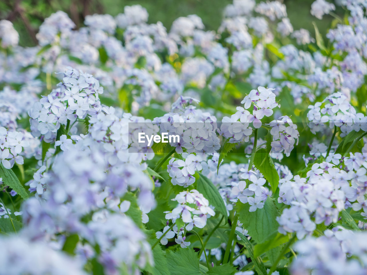 flower, plant, flowering plant, freshness, beauty in nature, nature, selective focus, fragility, growth, plant part, no people, close-up, leaf, blossom, green, outdoors, day, springtime, food and drink, botany, summer, white, food, vegetable, garden, flower head, lilac, wildflower, purple, inflorescence