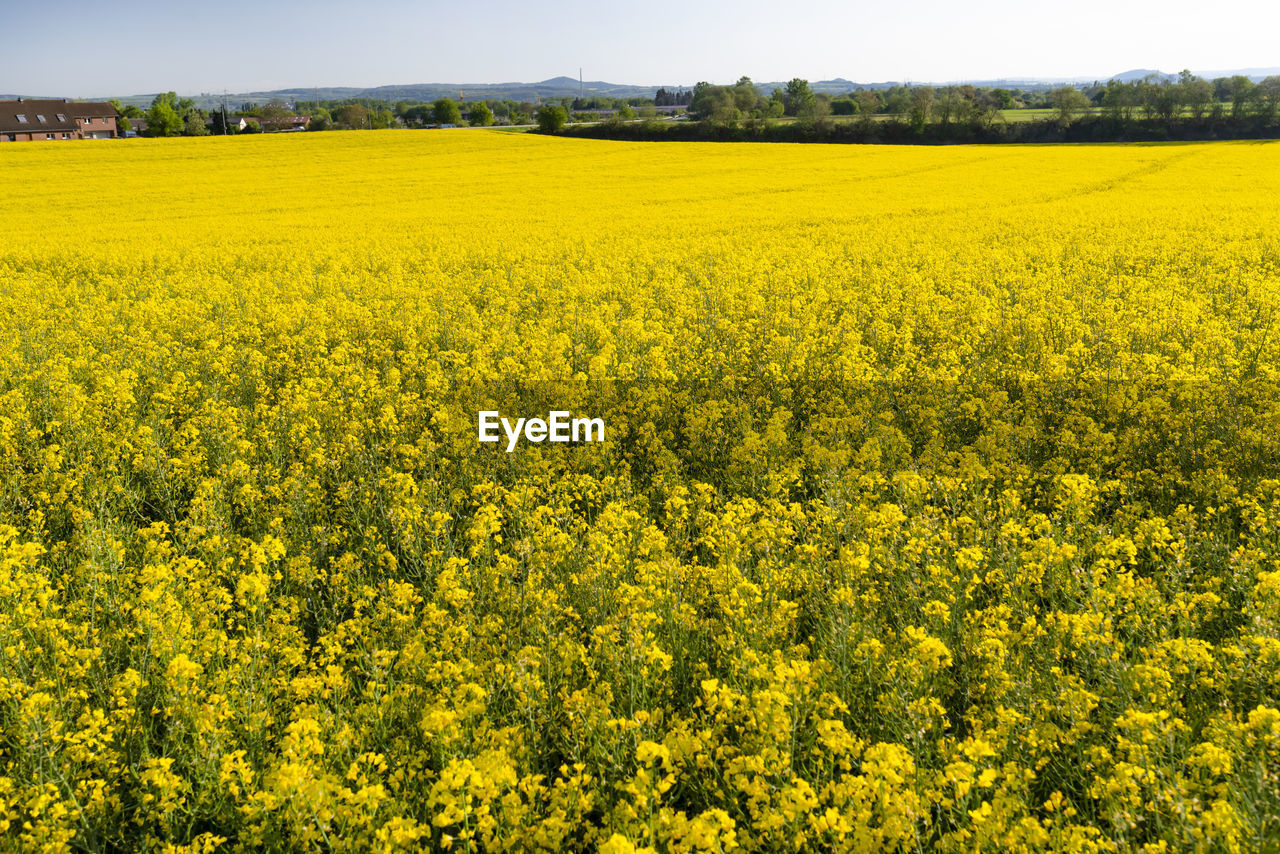 Scenic view of oilseed rape field