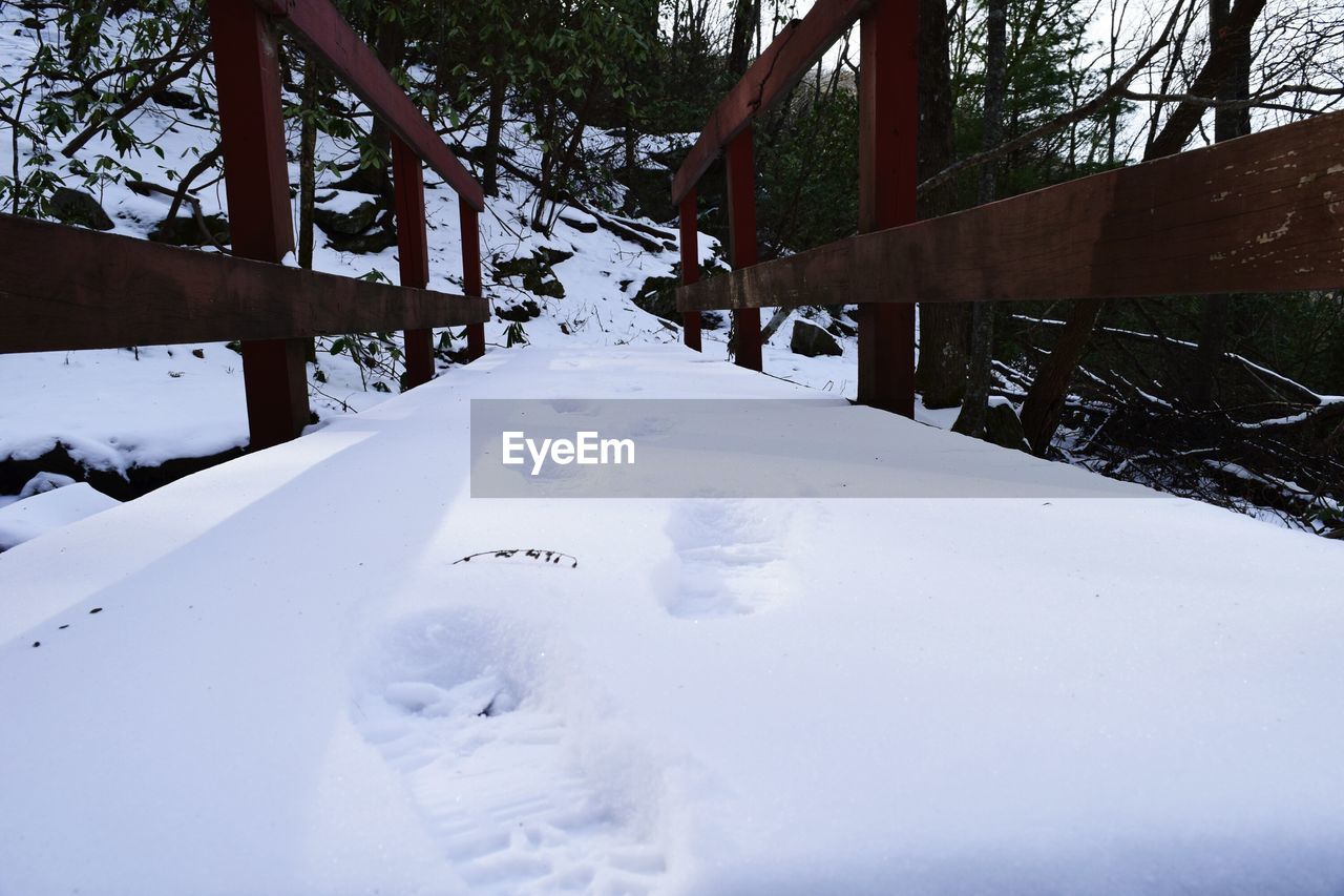 SNOW COVERED TREES IN WINTER SEASON