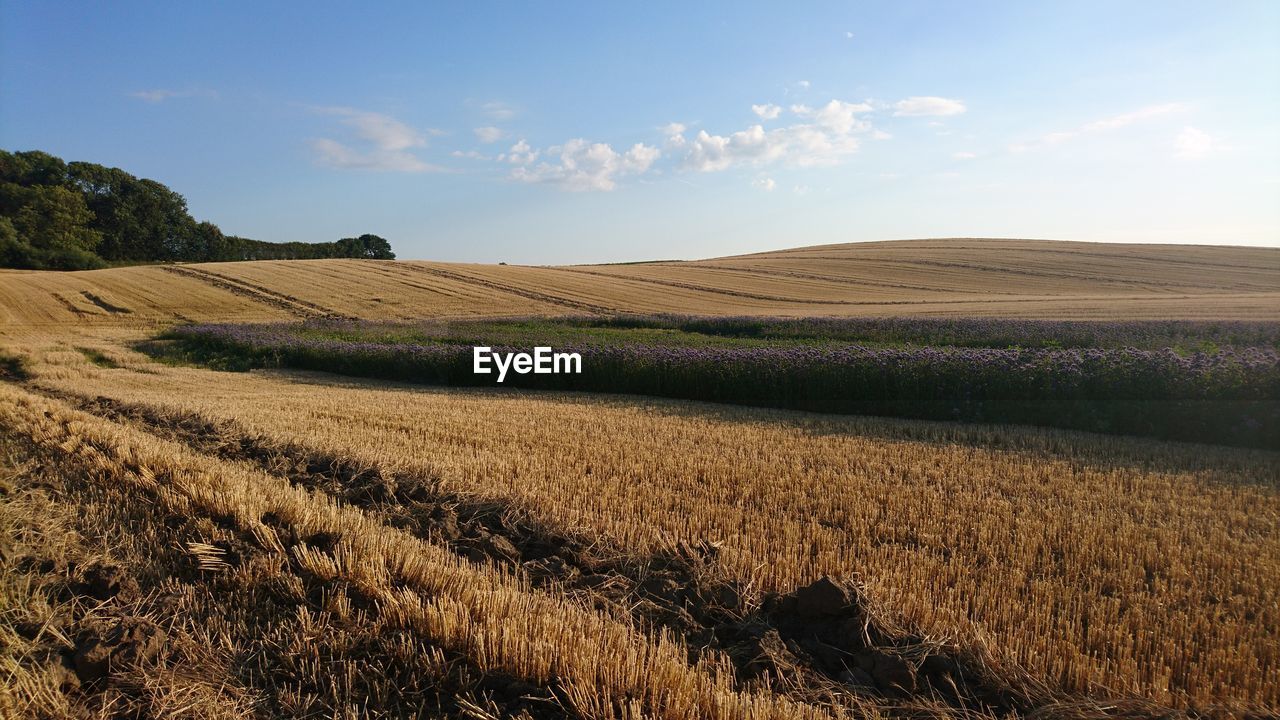 Scenic view of field against sky