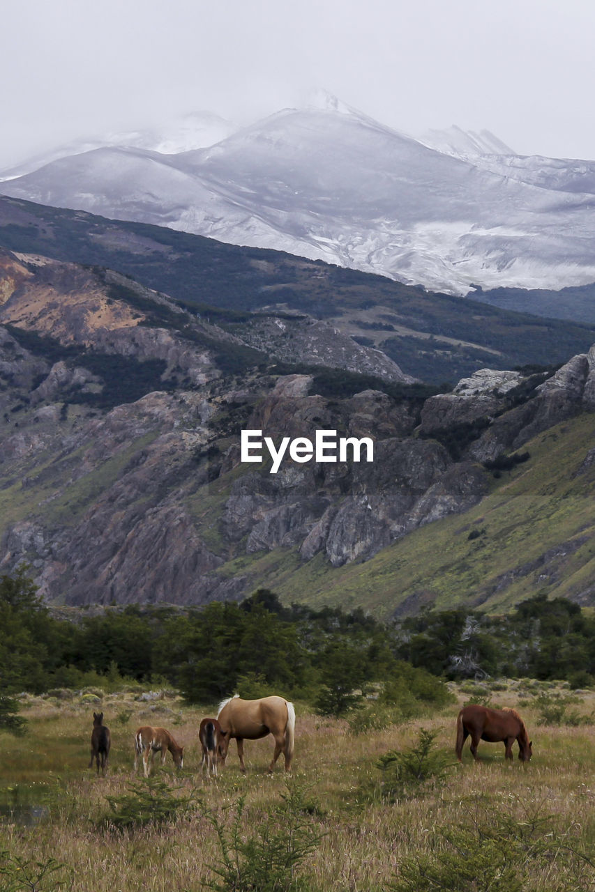 Horses grazing in a field near snow caped mountains