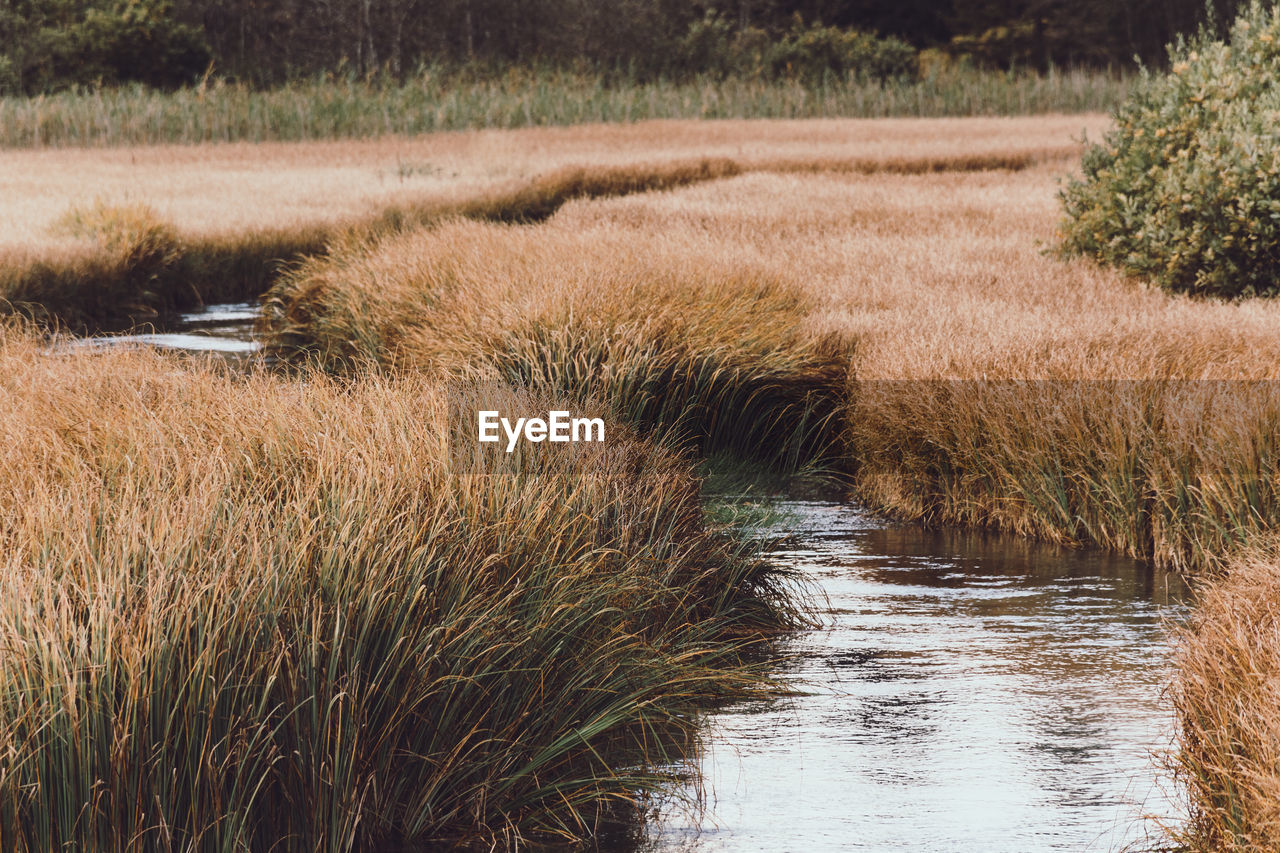 plant, marsh, grass, water, wetland, growth, natural environment, nature, tranquility, beauty in nature, no people, landscape, land, scenics - nature, tranquil scene, day, environment, bog, fen, tree, prairie, wilderness, field, outdoors, non-urban scene, rural area, reed, rural scene