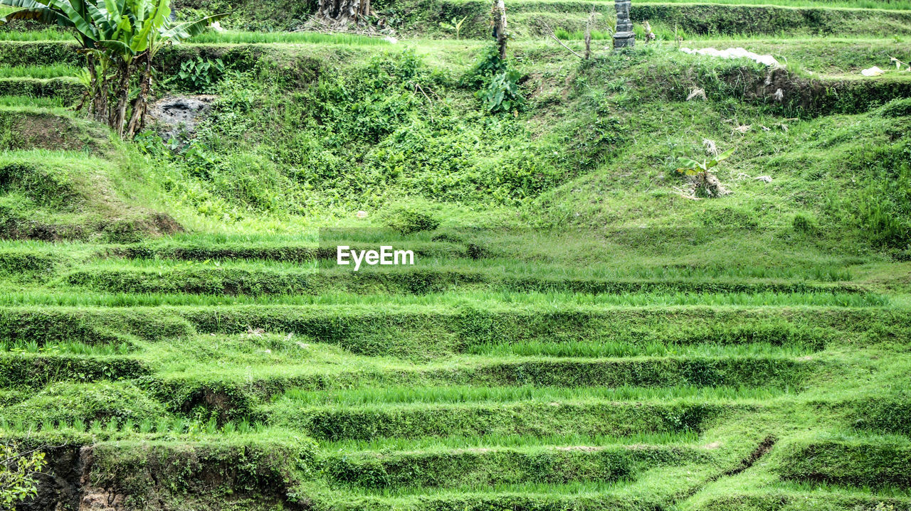 Paddy rice fields bali indonesia 2