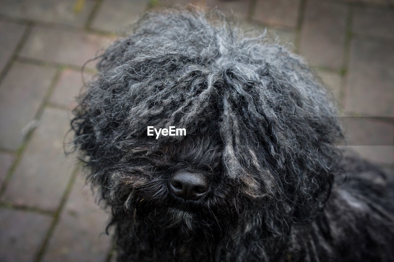 CLOSE-UP OF BLACK DOG OUTDOORS
