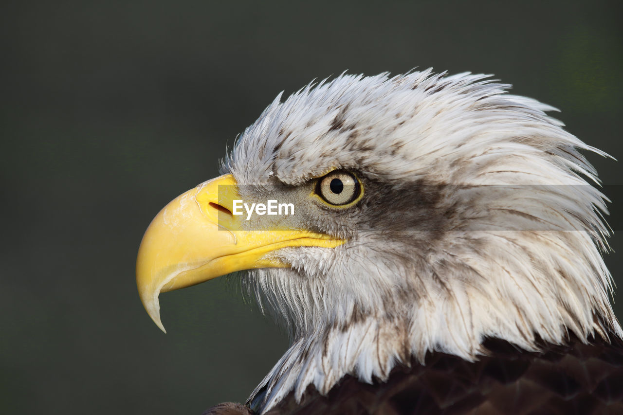 close-up of bald eagle