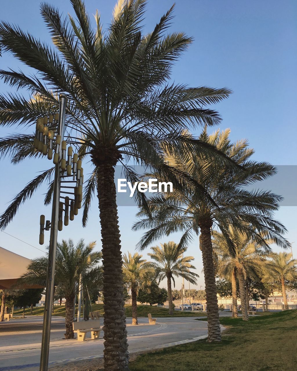 PALM TREE AGAINST SKY