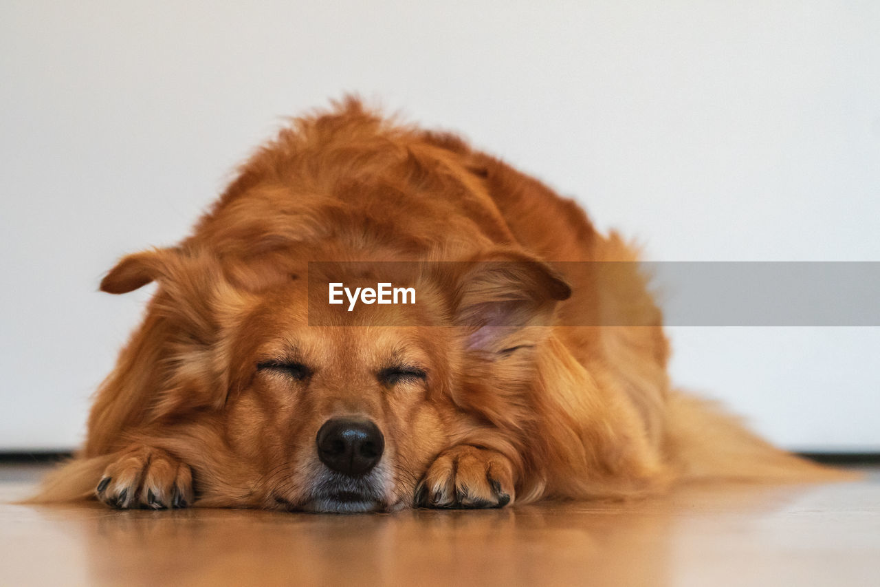 CLOSE-UP PORTRAIT OF A DOG OVER THE BACKGROUND