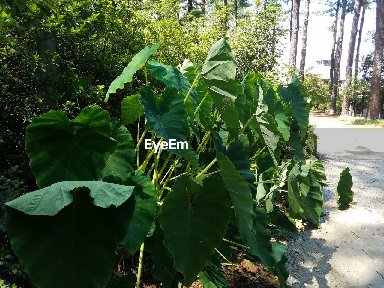 CLOSE-UP OF PLANTS GROWING ON TREE