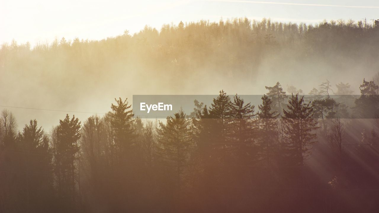 Scenic view of forest against sky