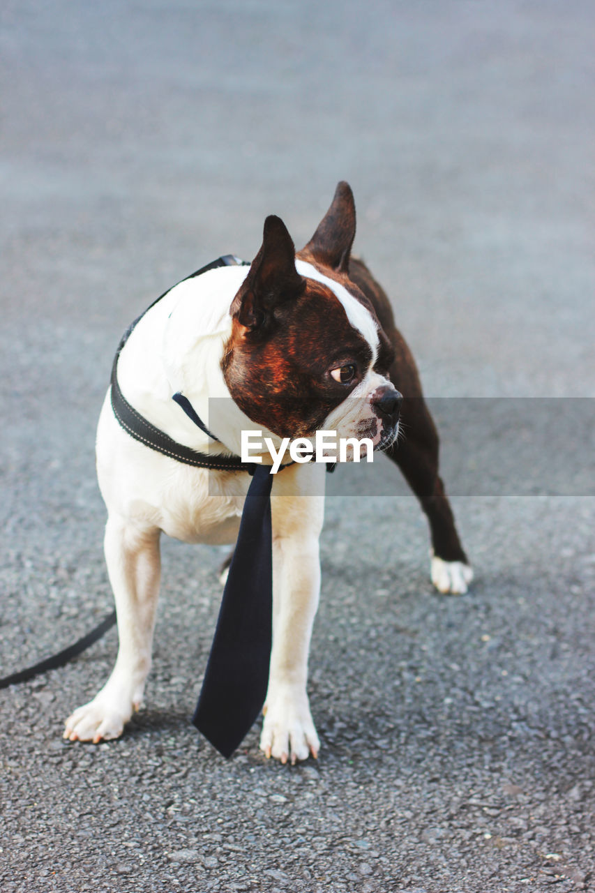 Cute dog boston terrier in tie on grey background