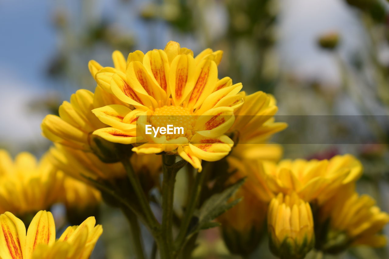 CLOSE-UP OF FRESH YELLOW FLOWERING PLANT