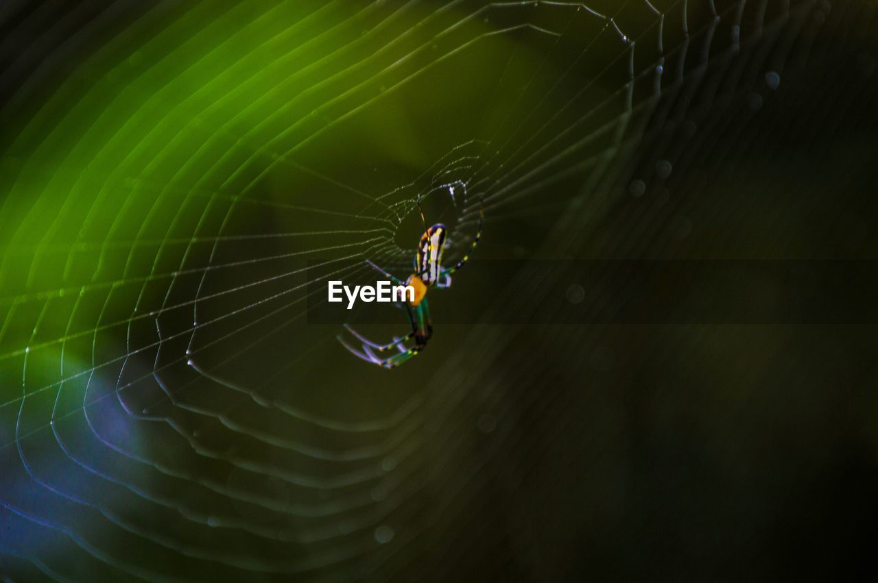 Macro shot of spider on web at iguazu national park