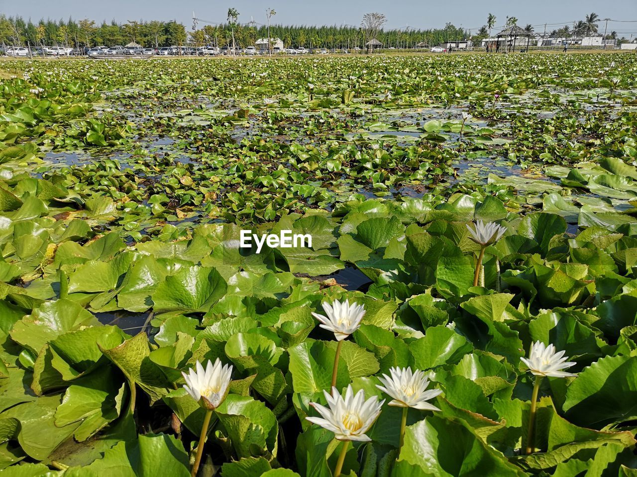 VIEW OF WHITE LILY FLOWERS IN LAKE