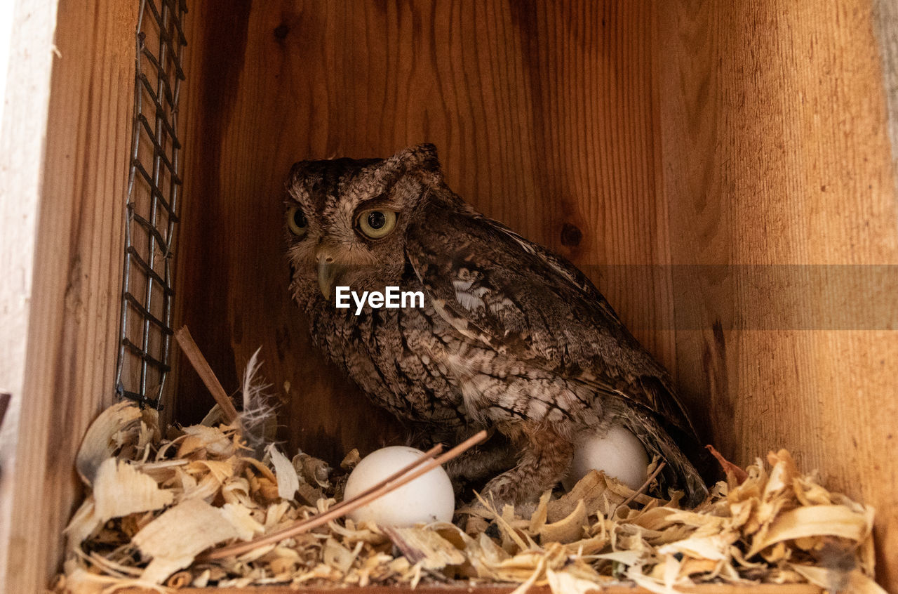 PORTRAIT OF OWL