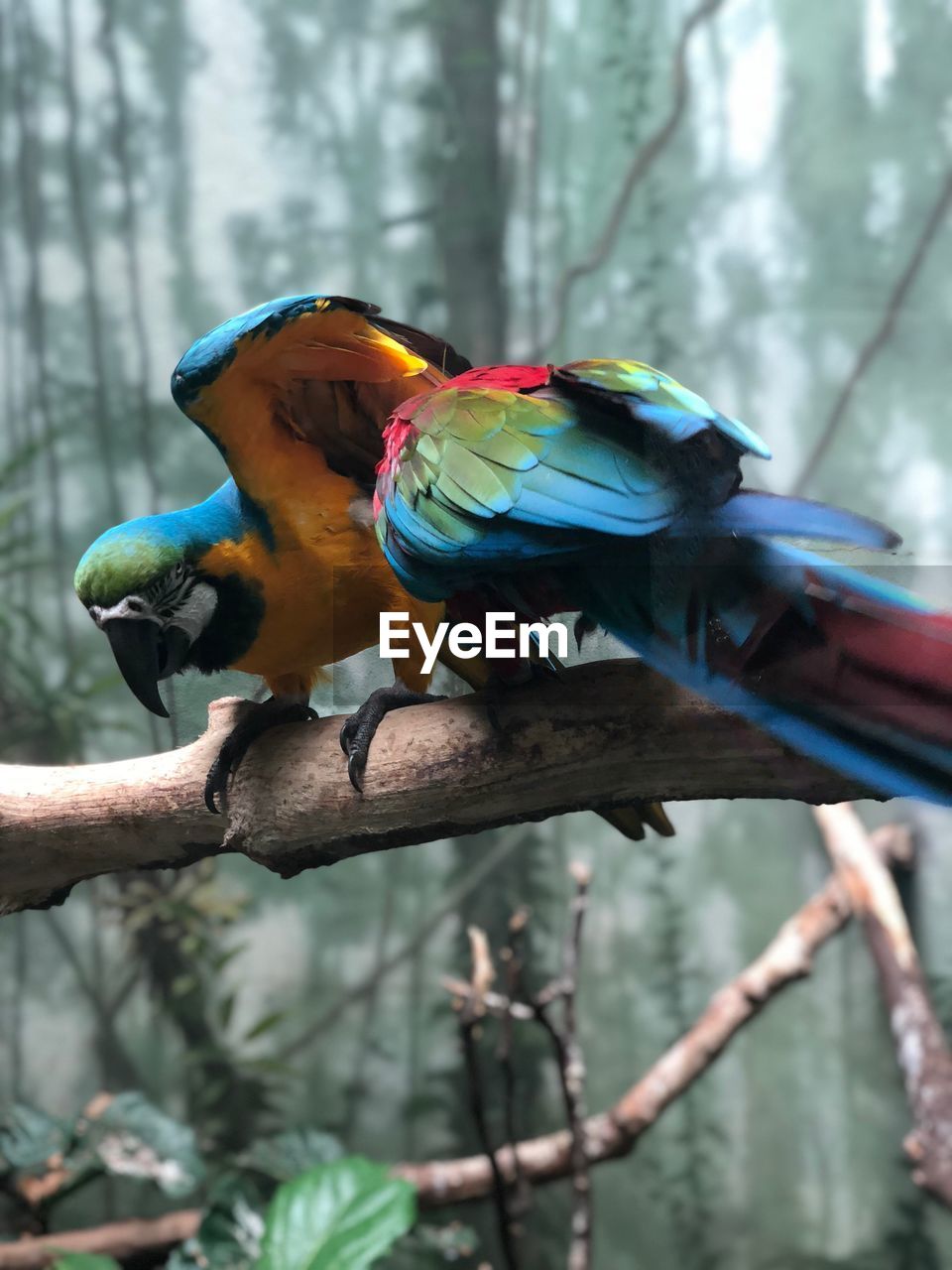 BIRD PERCHING ON BRANCH