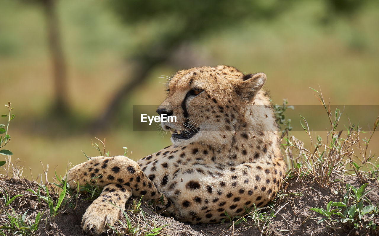 Cheetah male walking and looking for prey