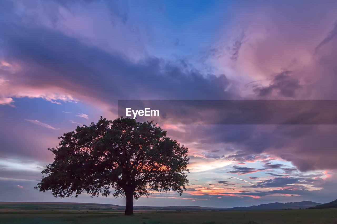 SILHOUETTE TREES ON FIELD AGAINST SKY AT SUNSET