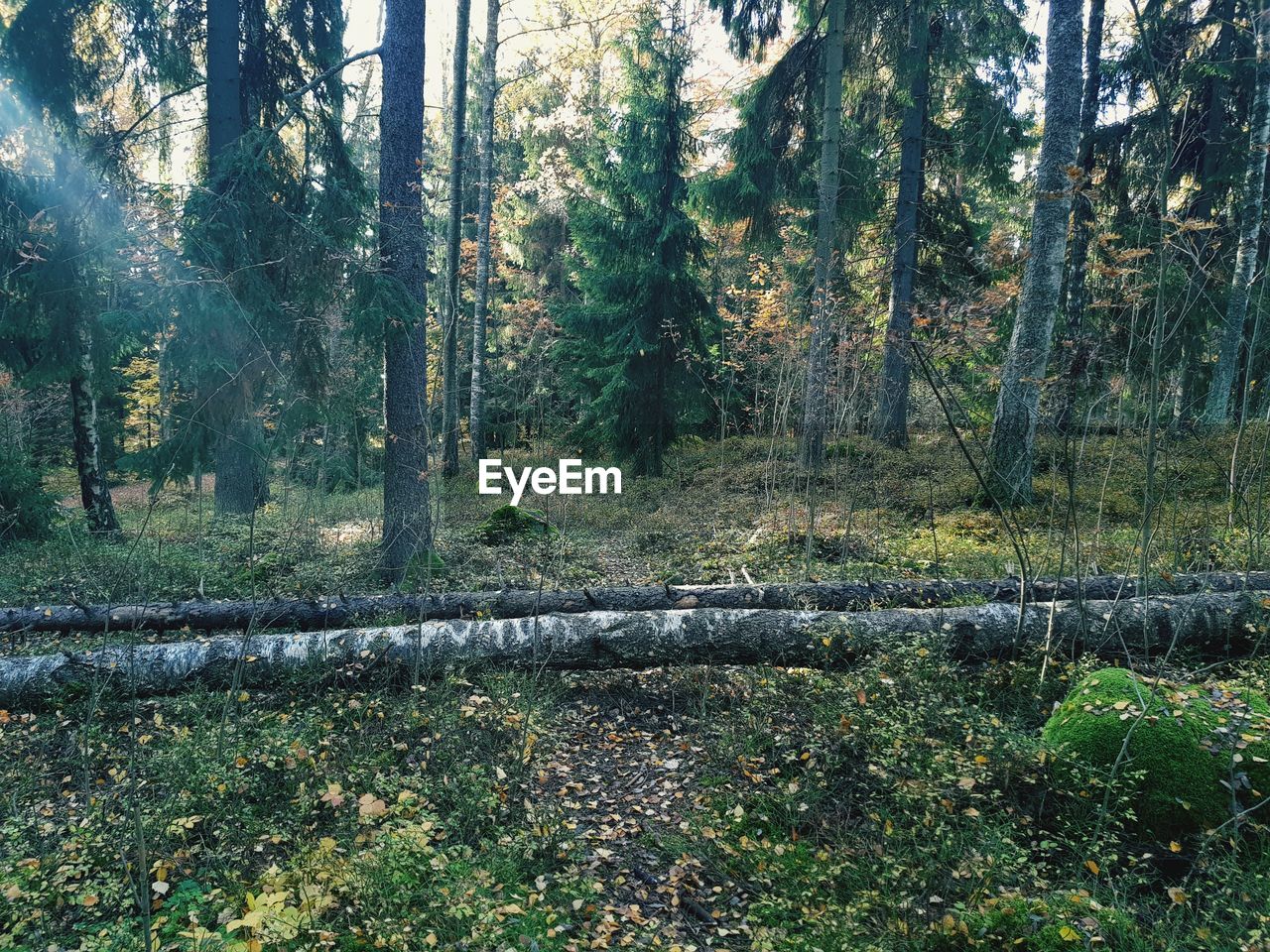 Trees growing in forest