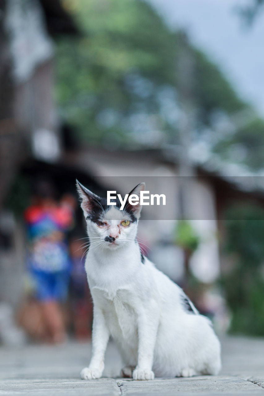 cat, pet, animal themes, animal, mammal, domestic animals, one animal, domestic cat, small to medium-sized cats, white, feline, felidae, whiskers, portrait, no people, focus on foreground, looking at camera, sitting, day, looking, cute, city, architecture, outdoors, full length