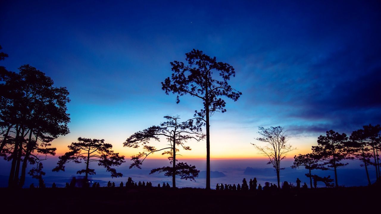 SILHOUETTE TREES AND PLANTS AGAINST SKY DURING SUNSET