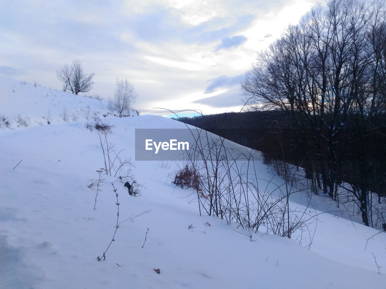 Scenic view of snow covered trees against sky