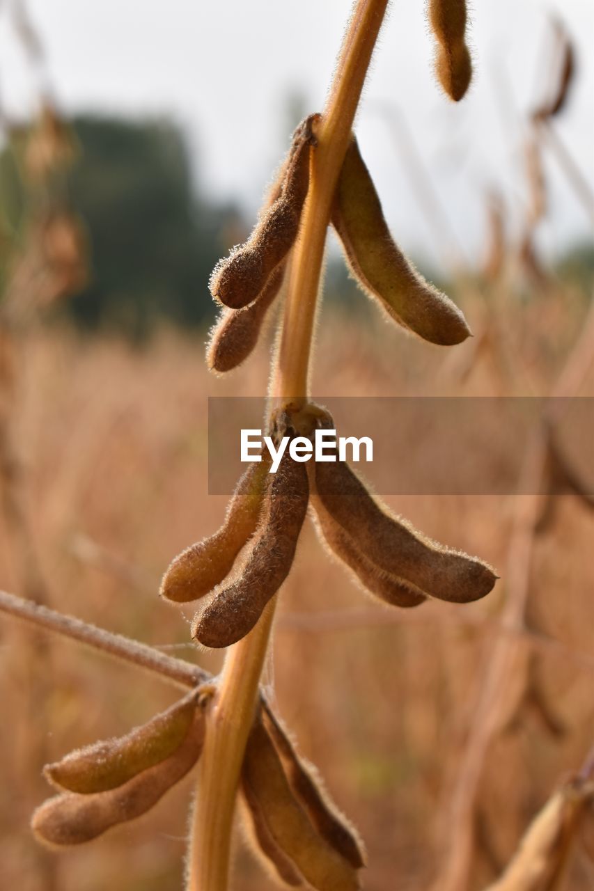 branch, plant, twig, tree, close-up, flower, no people, leaf, nature, focus on foreground, growth, plant stem, day, produce, outdoors, macro photography, food, brown, food and drink, beauty in nature