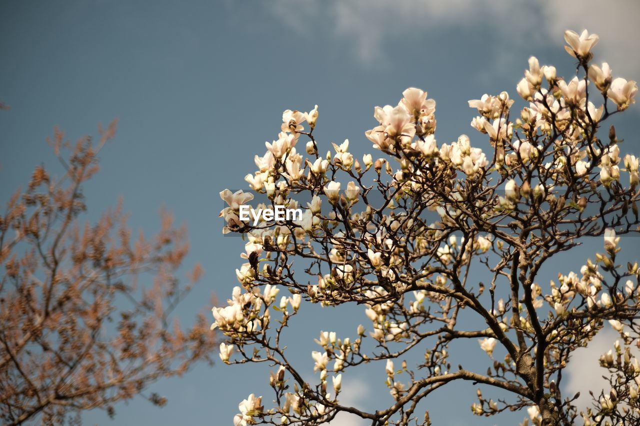 plant, tree, flower, spring, branch, blossom, sky, nature, beauty in nature, flowering plant, springtime, growth, fragility, freshness, no people, low angle view, sunlight, white, day, outdoors, leaf, focus on foreground, cherry blossom, cloud, fruit tree, almond tree, close-up, food, tranquility, twig