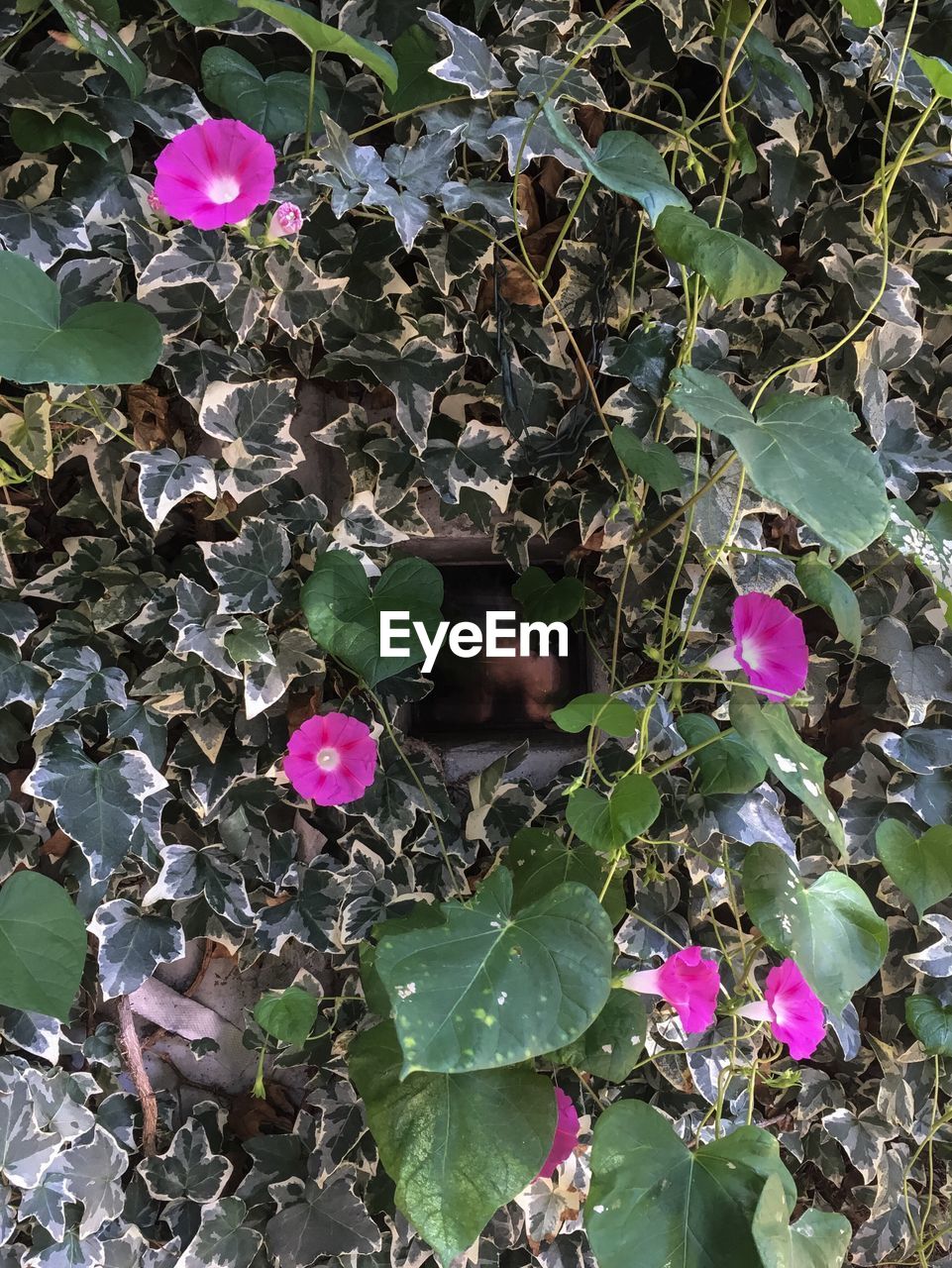 Pink flowers growing on branch