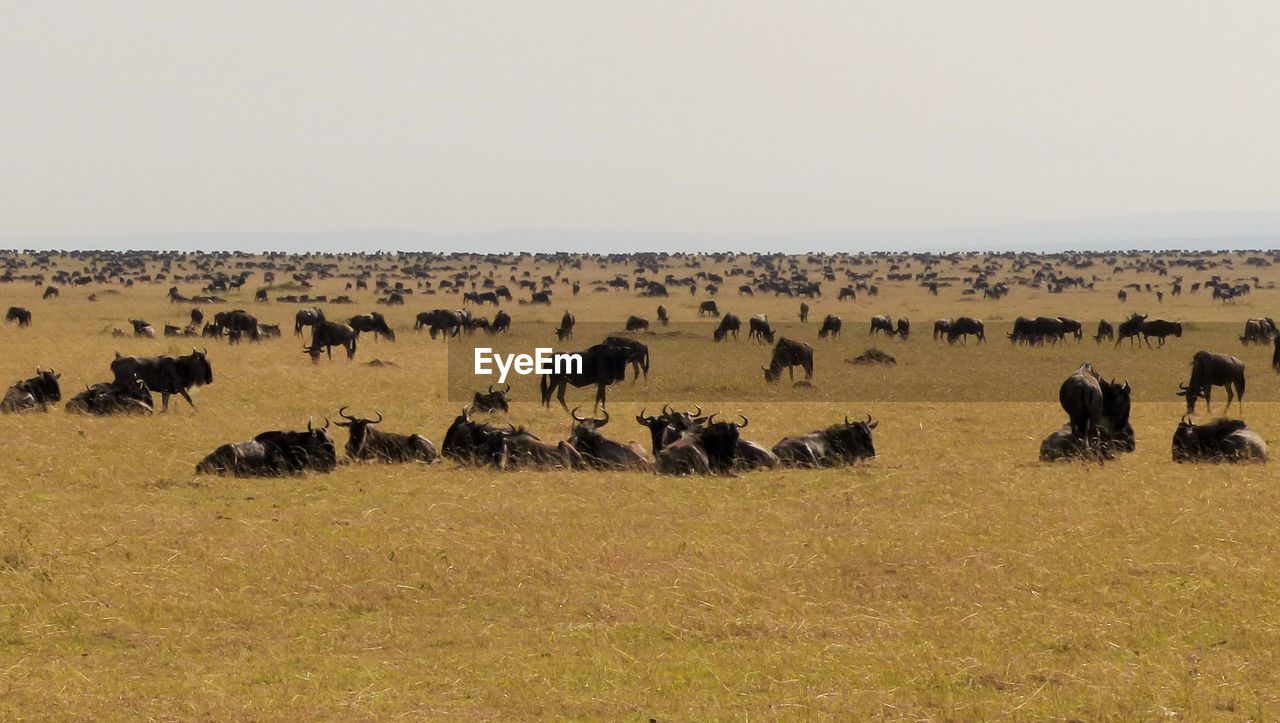 Wildebeests on field against sky