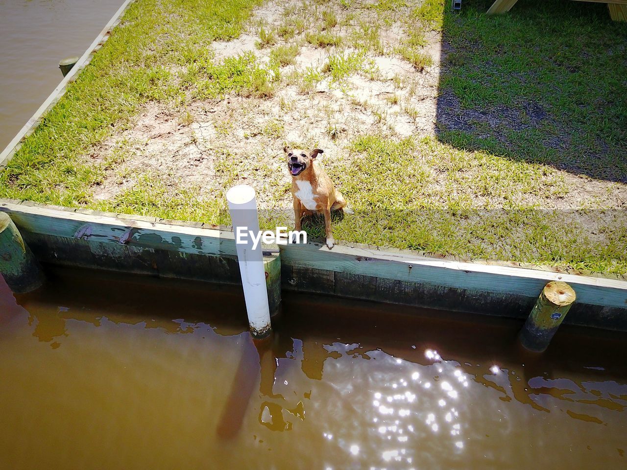 HIGH ANGLE VIEW OF DOG SITTING ON WATER