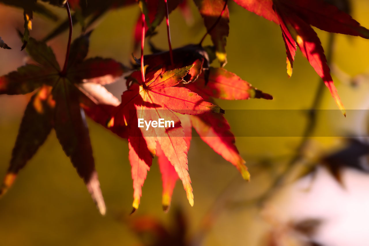 autumn, leaf, plant part, red, tree, nature, maple, plant, branch, no people, flower, beauty in nature, maple leaf, close-up, macro photography, sunlight, maple tree, focus on foreground, yellow, outdoors, orange color, day, selective focus, petal, tranquility