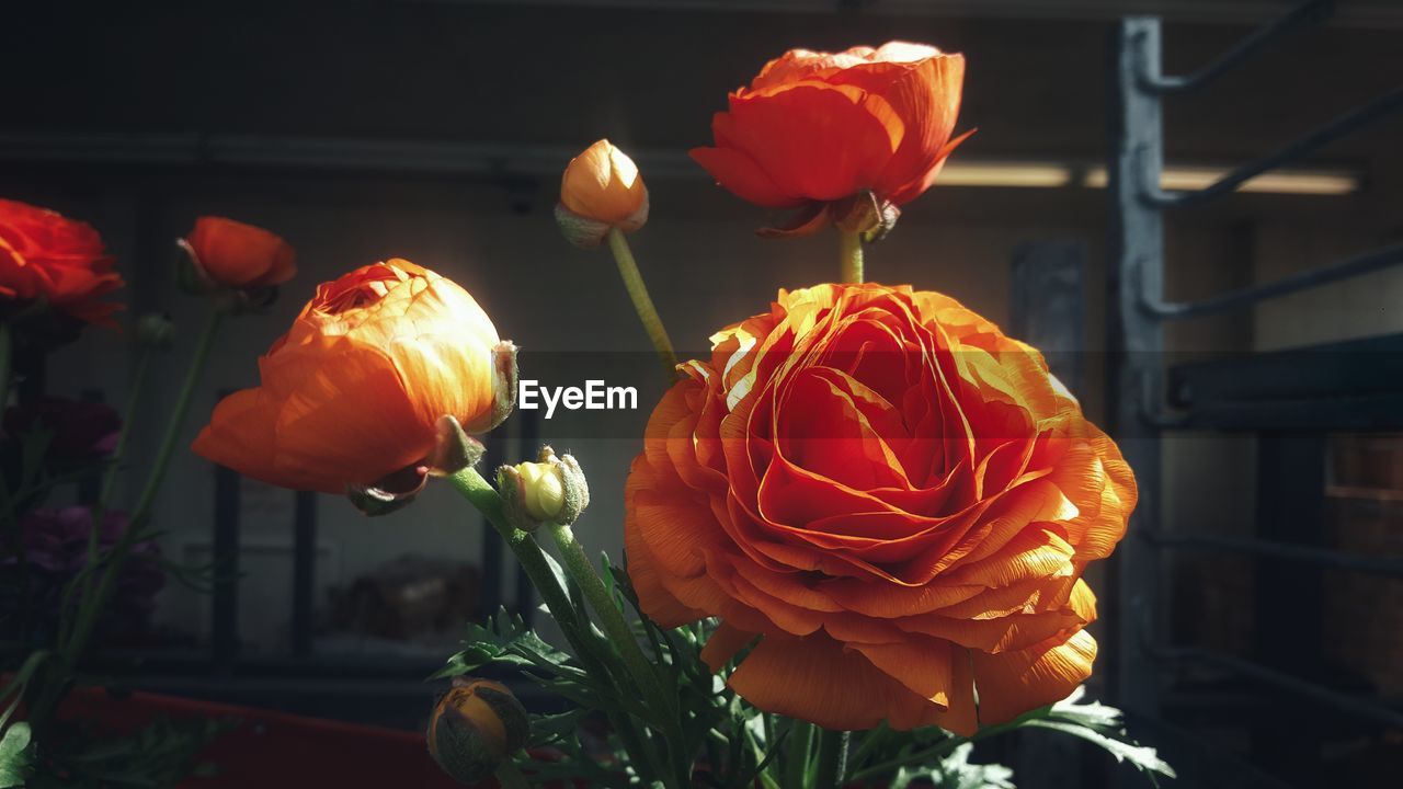 CLOSE-UP OF RED ROSE BOUQUET