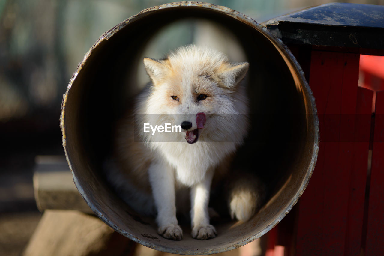 Close-up portrait of a fox