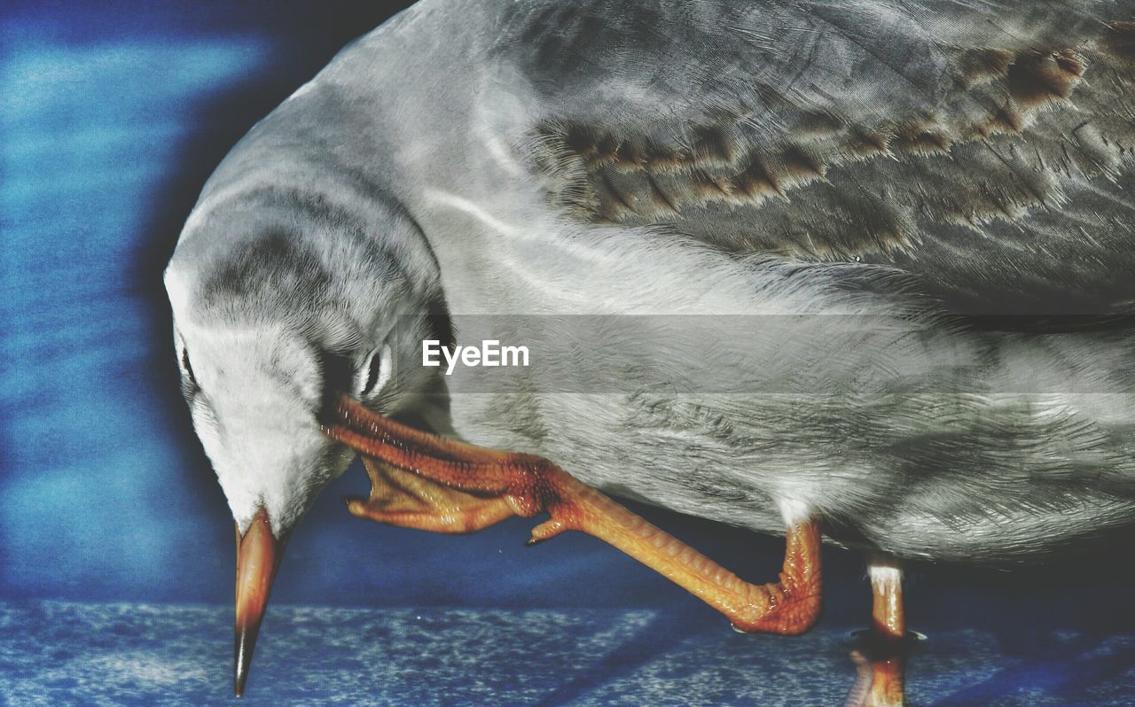 Close-up of seagull cleaning eye
