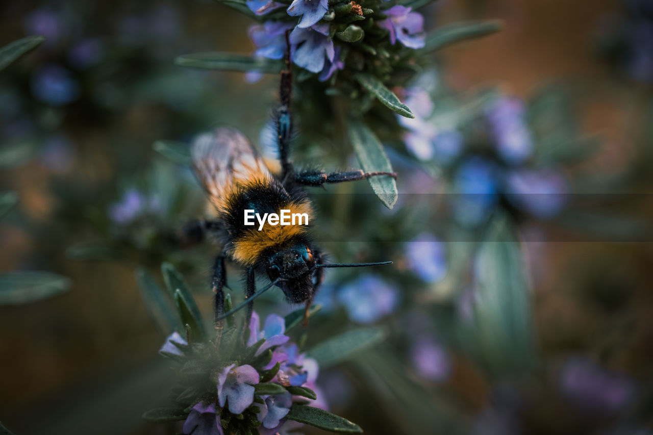 Close-up of bee pollinating on flower