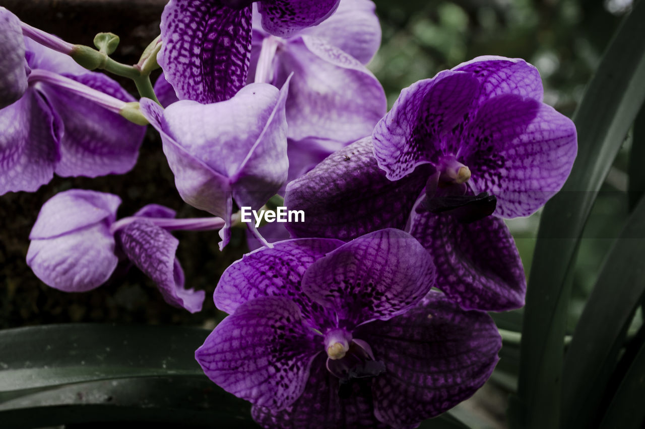 Purple orchids