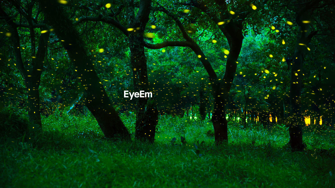 VIEW OF TREES IN FOREST AT NIGHT