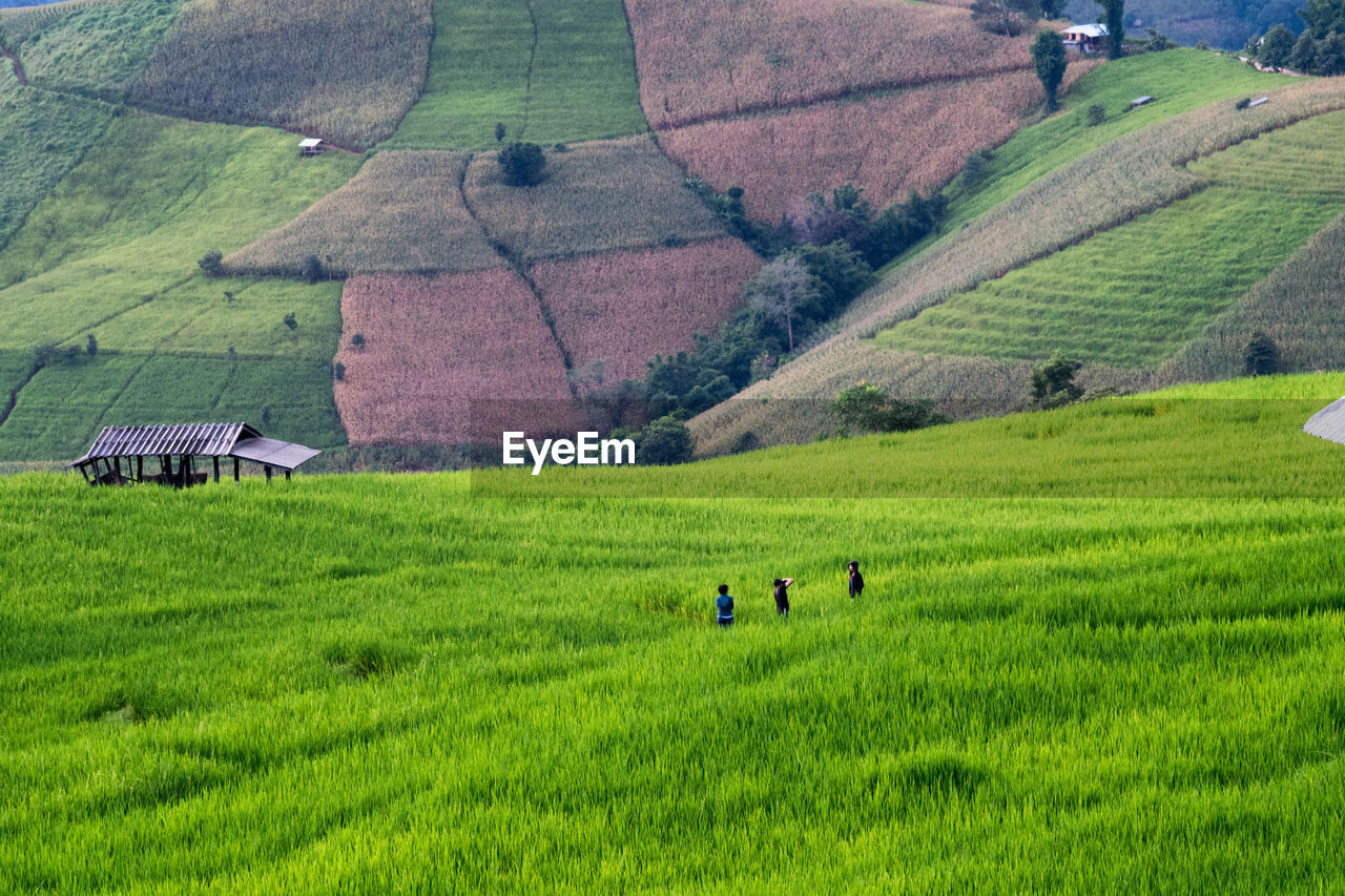 SCENIC VIEW OF AGRICULTURAL FIELD BY HOUSES AND MOUNTAINS