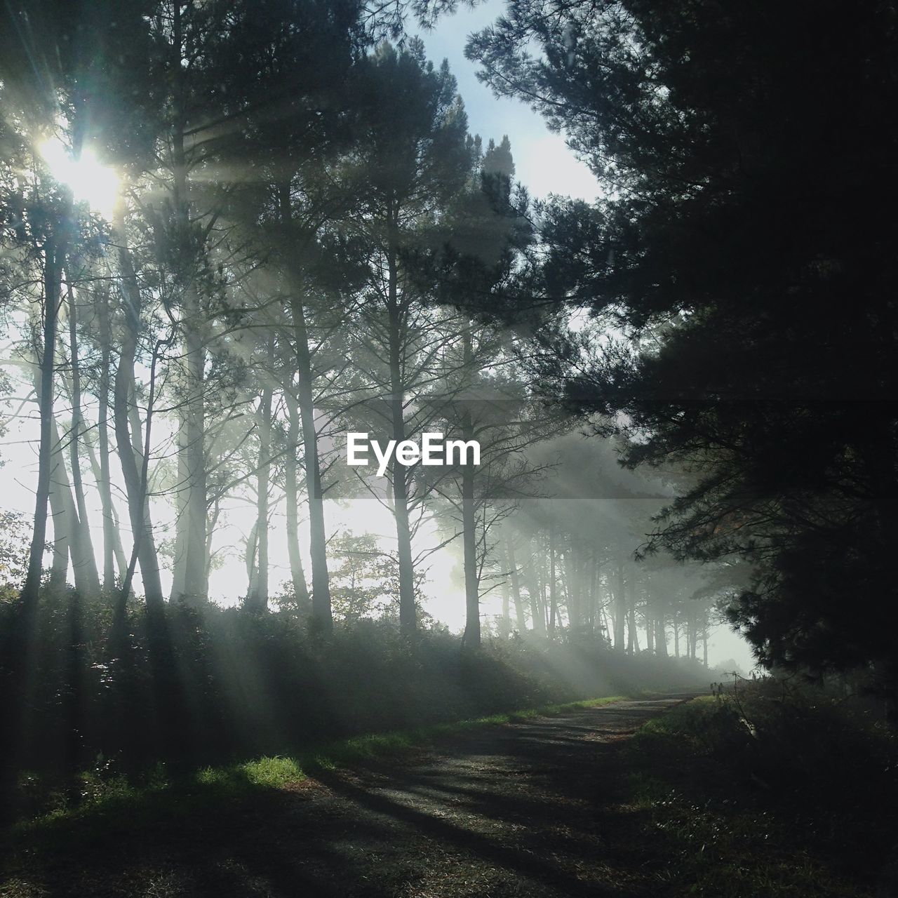 Trees in forest against sky