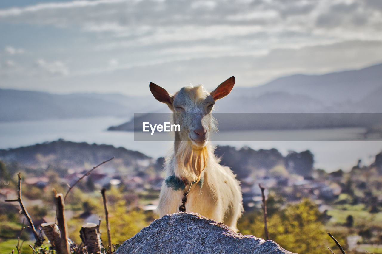 Portrait of a funny goat smiling on rock against sky