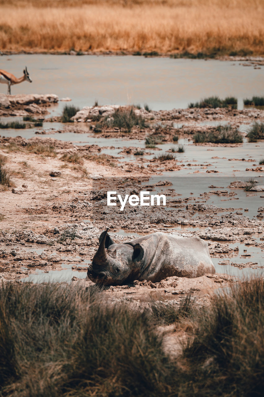 A lone sleeping rhino in the african savannah in namibia, etosha np