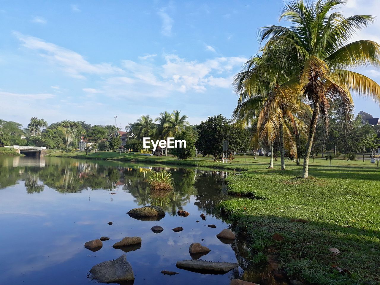 Scenic view of palm trees by lake against sky