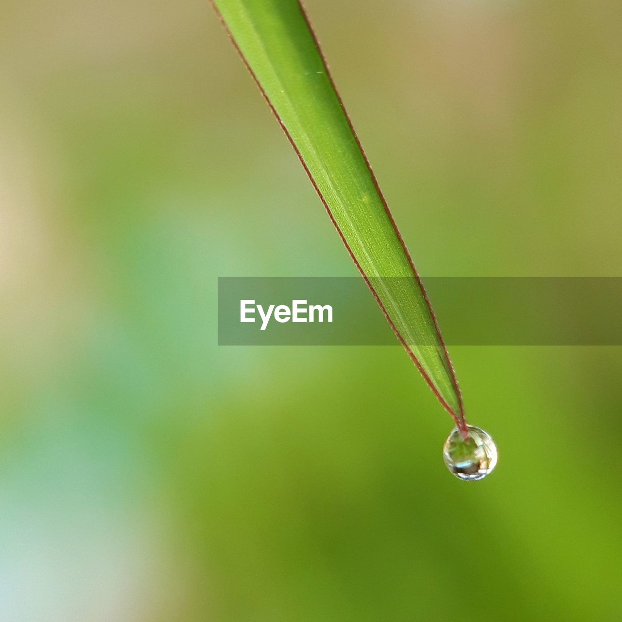 CLOSE-UP OF WET PLANT